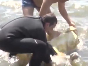Видео: Девять человек погибли на смоленских водоемах с начала купального сезона